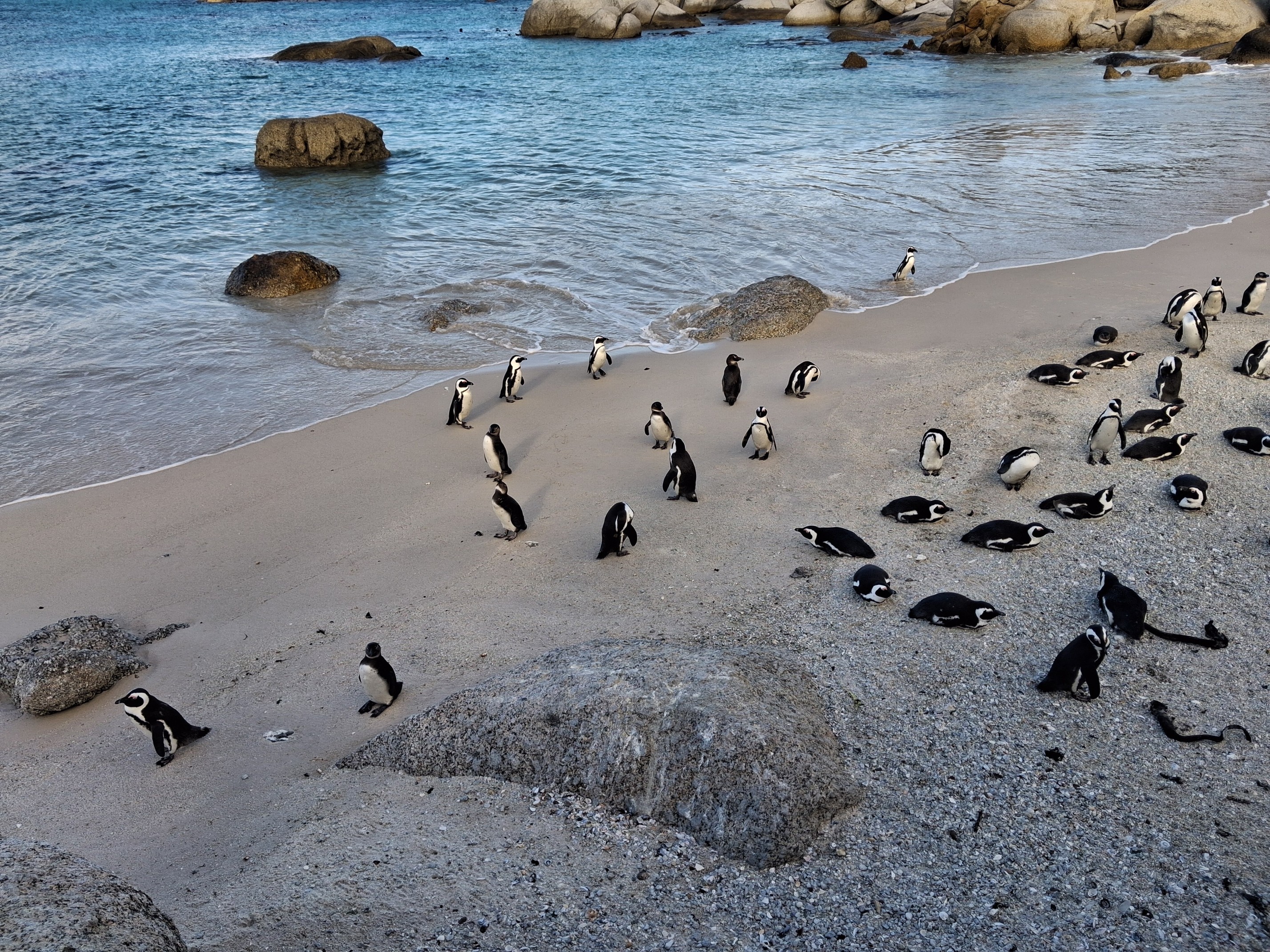Boulders beach penguins